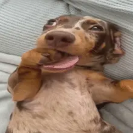 Blobbi